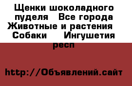 Щенки шоколадного пуделя - Все города Животные и растения » Собаки   . Ингушетия респ.